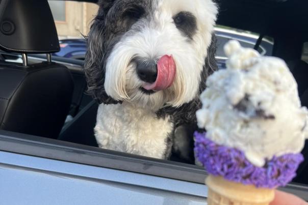 dog and cone