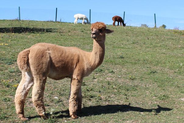 alpaca