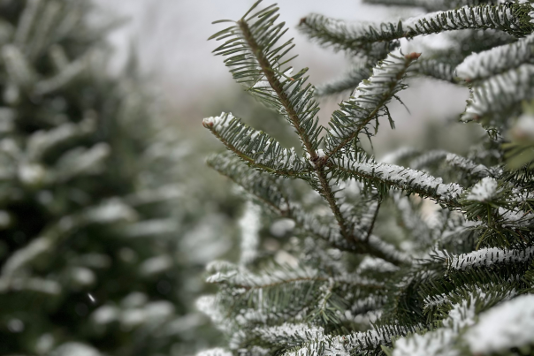 Our Tree Farm Christmas Tree