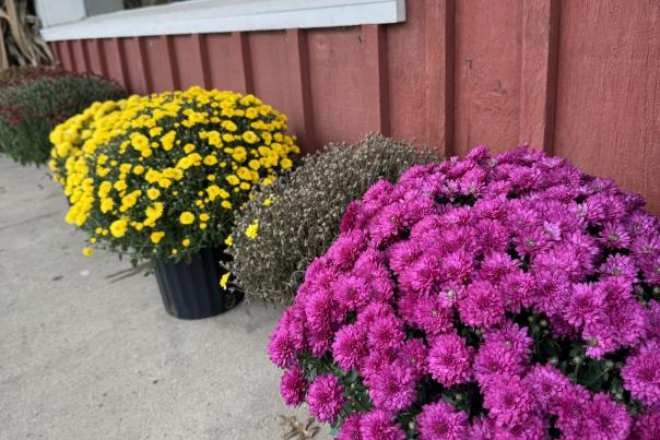 Fall flowers
