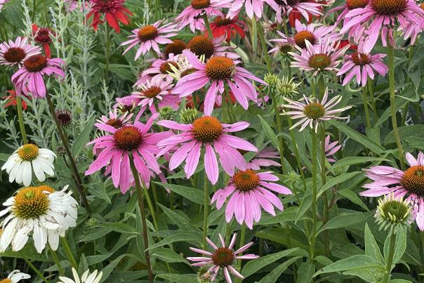Local Flowers