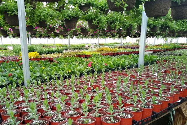 Yoder's Greenhouse