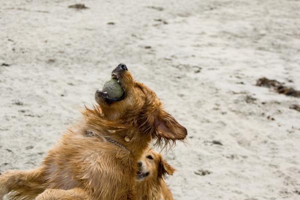 Dog having fun on the beach