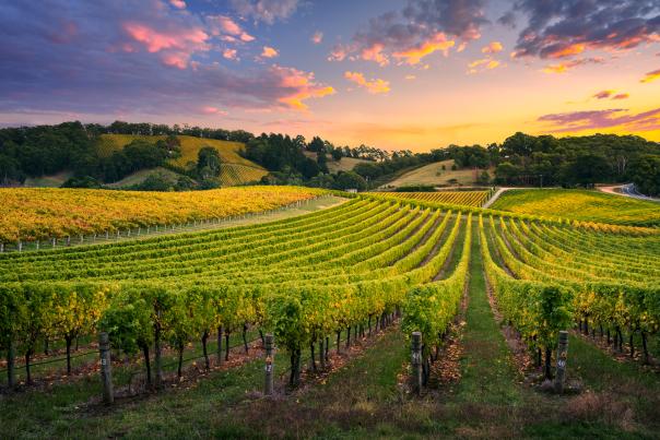 Winery San Diego