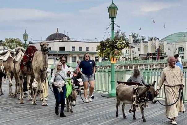 Camels on Rye Boardwalk - Marty Supreme