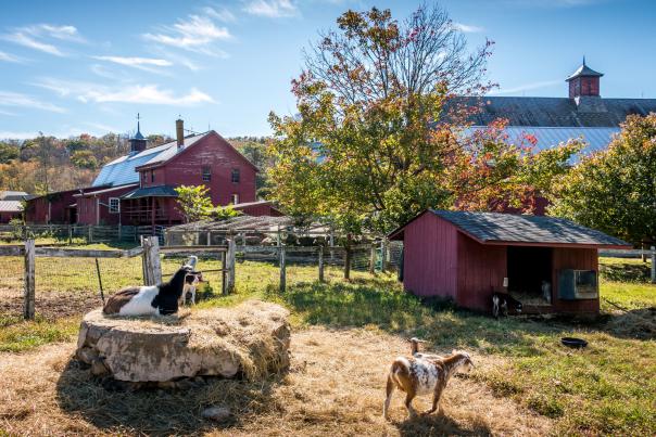 Goats at Muscoot Farm