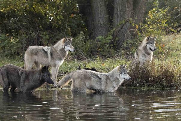Niko, Aspen, Khewa and Màni on the Shore