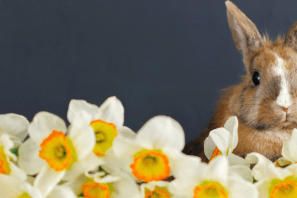 Easter bunny & flowers