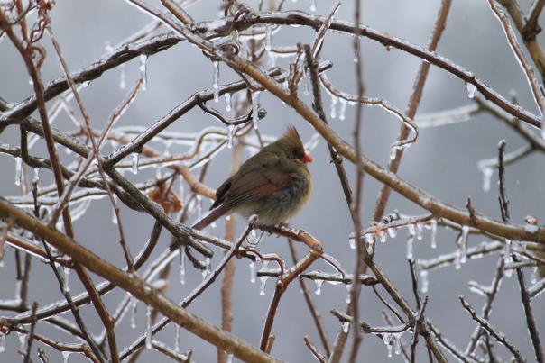 W.K. Kellogg Bird Sanctuary