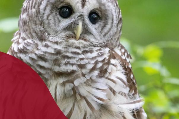 Blandford Nature Center