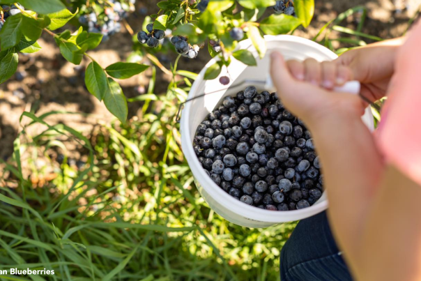 Bowerman Blueberries