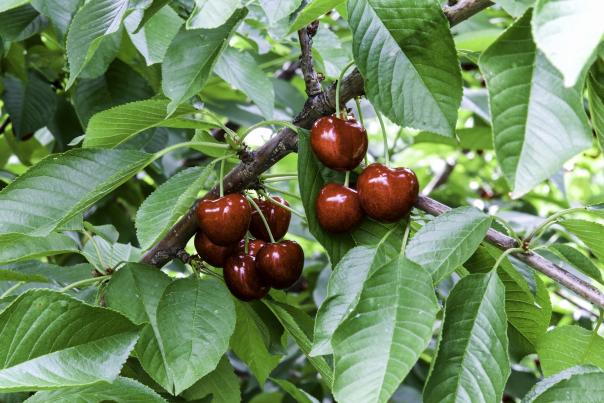 Cherries