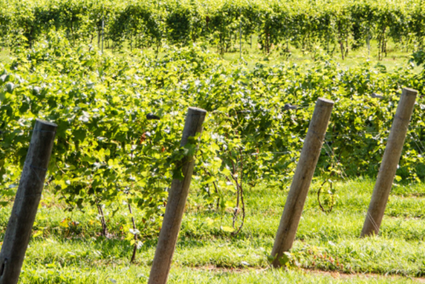 Fenn Valley Vineyards
