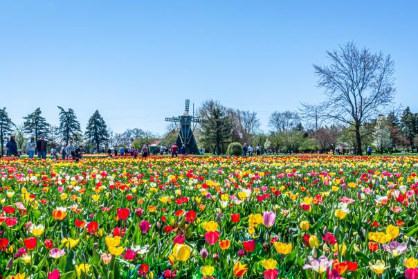 Holland Michigan Tulip Festival