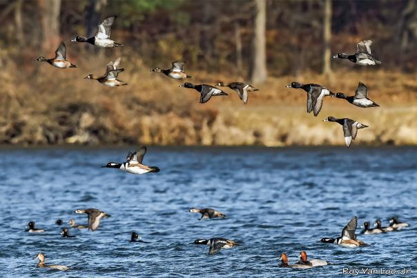 W.K. Kellogg Bird Sanctuary