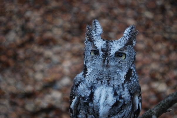 W.K. Kellogg Bird Sanctuary
