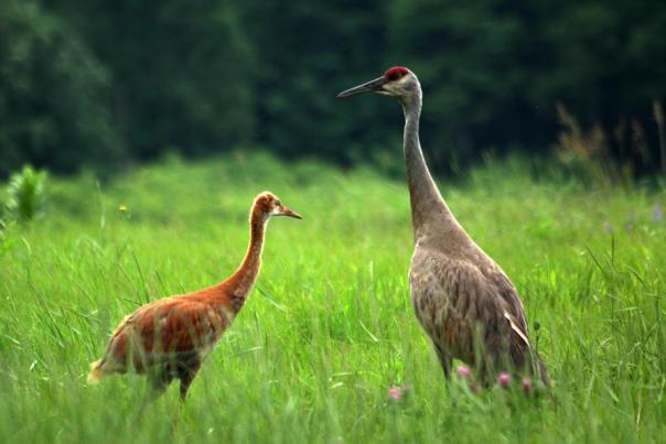 An adult Sandhill Crane and colt stand together in a field.