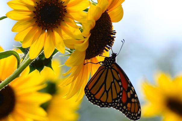 Sunflower and butterfly in Decatur