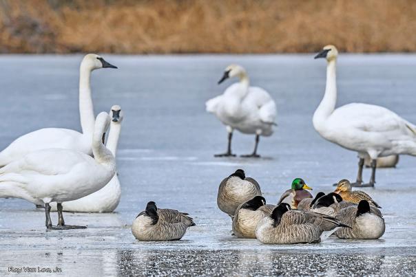 W.K. Kellogg Bird Sanctuary