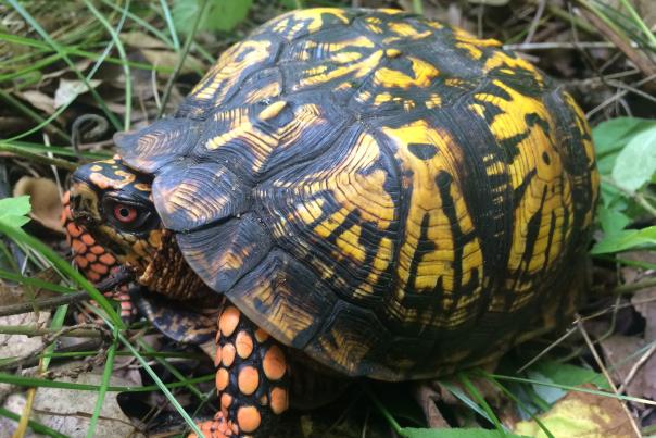 W. K. Kellogg Bird Sanctuary