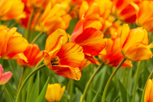 Welcome Spring 2025