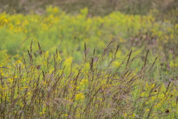 W.K. Kellogg Bird Sanctuary