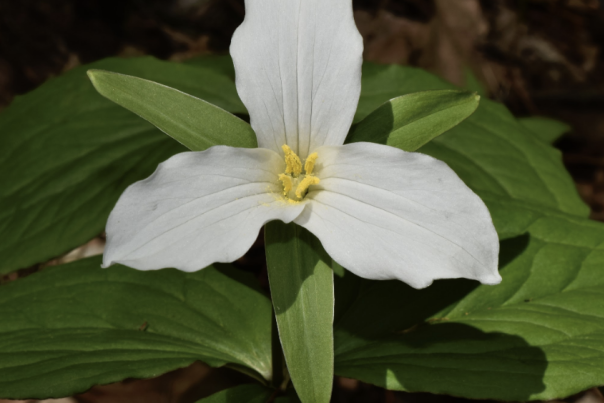 Grass River Natural Area
