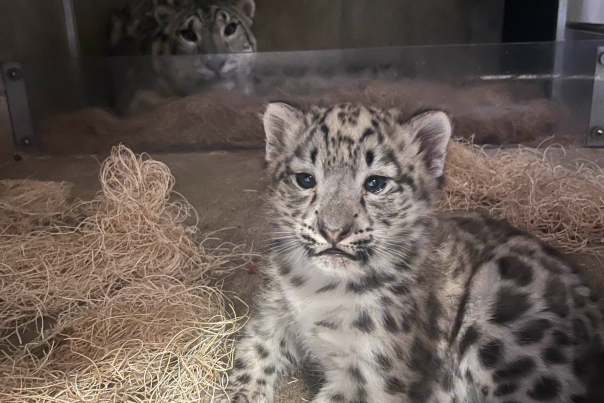John Ball Zoo Snow Leopard