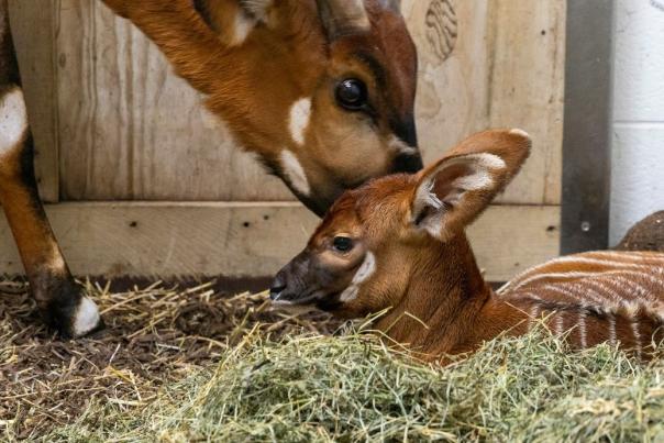 John Ball Zoo Eastern Bongo
