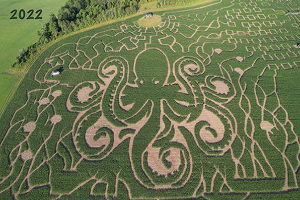 Aerial shot of corn maze