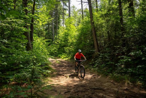Person riding a mountain bike in the woods