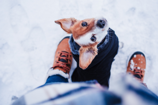 Pet-Friendly Winter Blog Cover - Dog sitting in the snow looking up