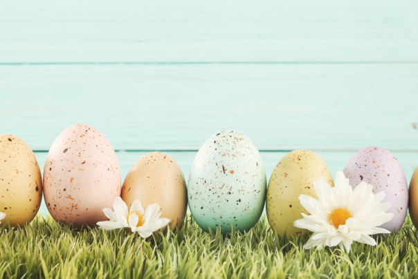 Easter Events in the White Mountains Blog Cover Photo - Colorful Eggs and Daisies