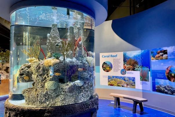 Living Shores Aquarium - Coral Reef Exhibit Photo