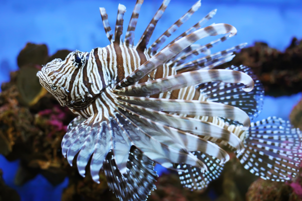 Living Shores Aquarium Cover Photo - Lion Fish in Aquarium