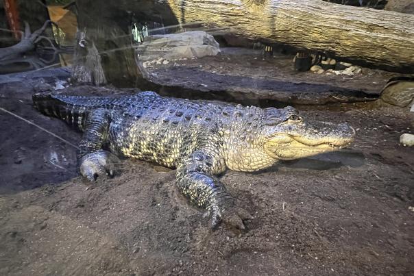 Living Shores Adds Three New Alligators