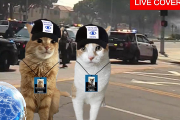 NY Cat Film Festival