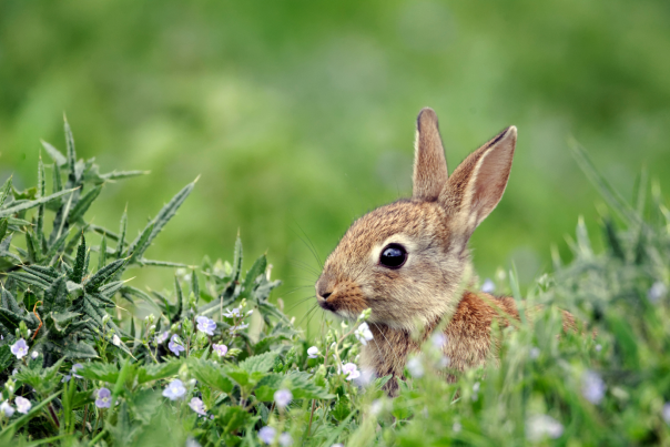 Rabbit Eating Small Flowers in a Green Field