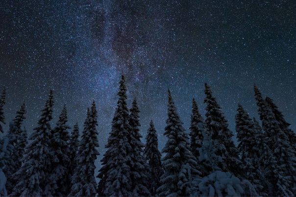 winter forest, looking up at starry skies