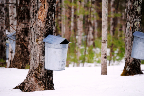 Spring Itinerary Blog Cover - Sap Buckets in Forest