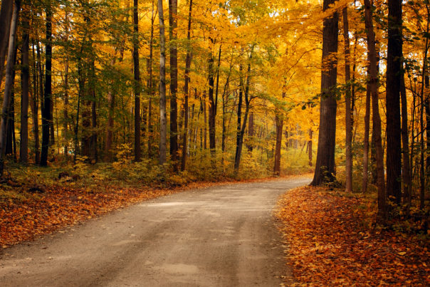 Dirt Road with Yellow and Orange Fall Foliage