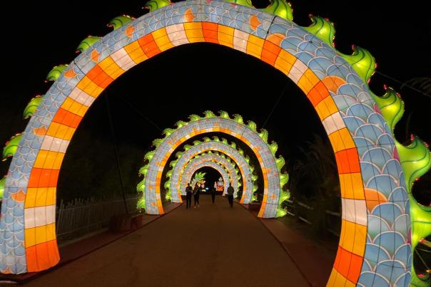 Wild Lights 2024