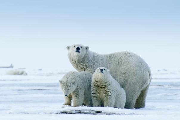 Polar Bears from The Arctic Dome Show at Exploration Place