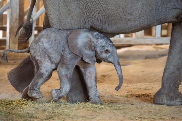 Kijani, African elephant at Sedgwick County Zoo