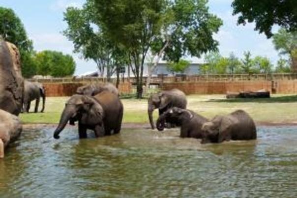 Elephants taking a swim