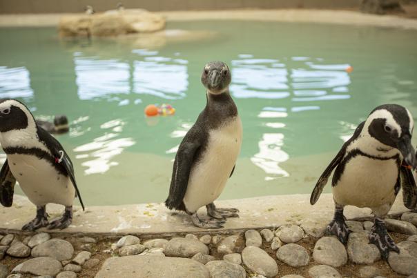 Penguins at Tanganyika Wildlife Park
