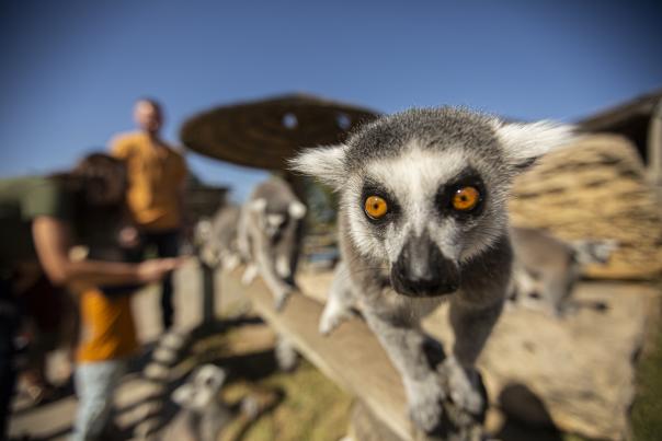 Lemur at Tanganyika