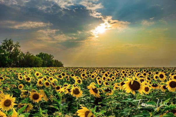Sunflower field with big sky