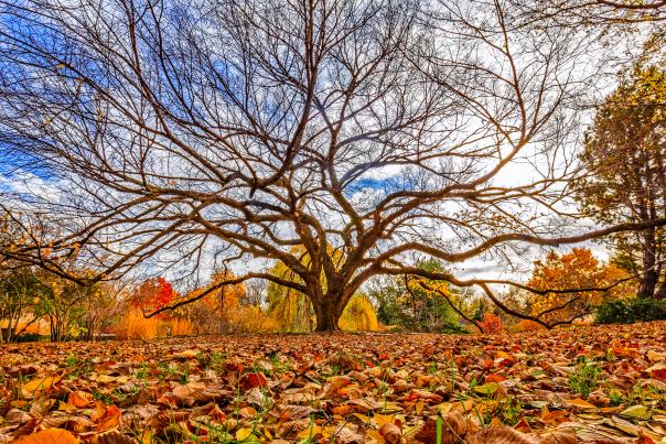 Fall Colors_Botanica