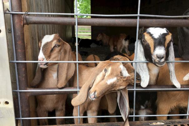 Elderslie Farm Creamery Goats